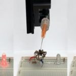 Un être vivant réutilisable