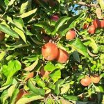 les pommes sur l'arbre